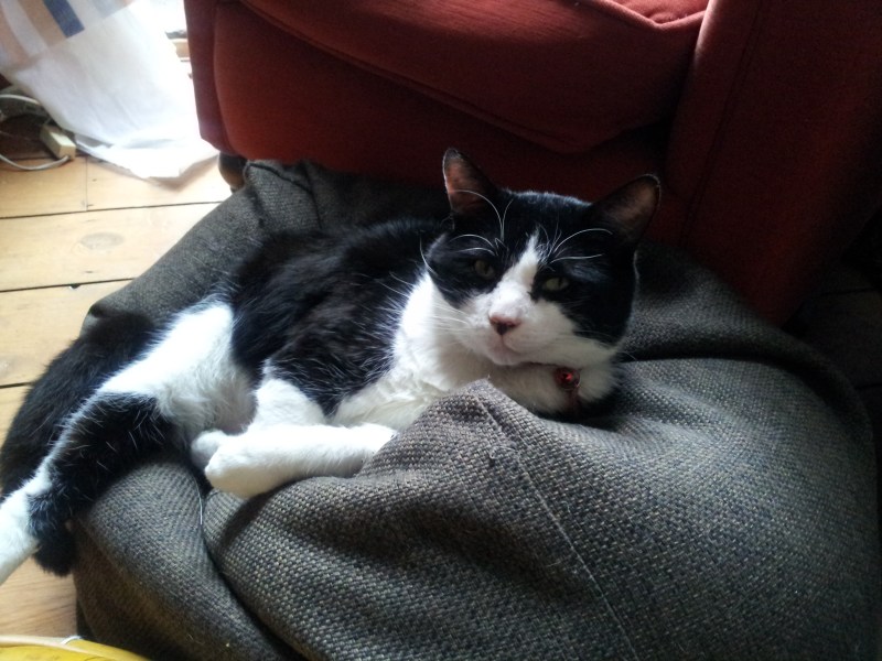 Super Hans the glittery cat