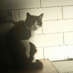 Subway tiles in progress...